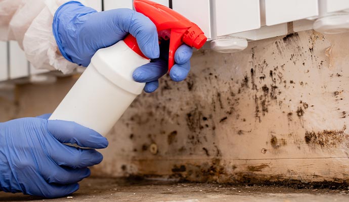 mold-decontamination-service