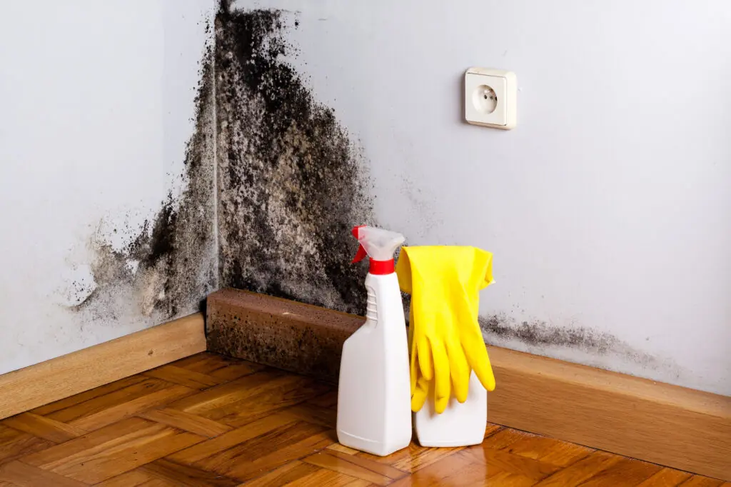 mold-removal-services-1024x682