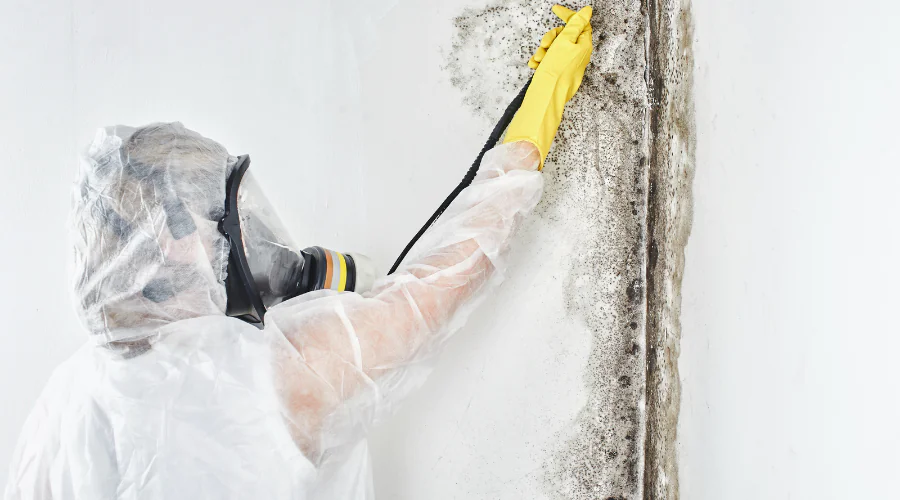 Mold-Cleaning-Services
