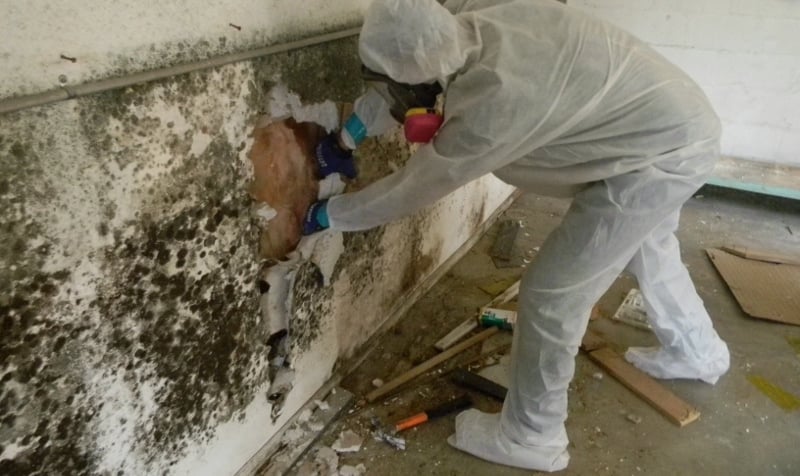 Mold Removal