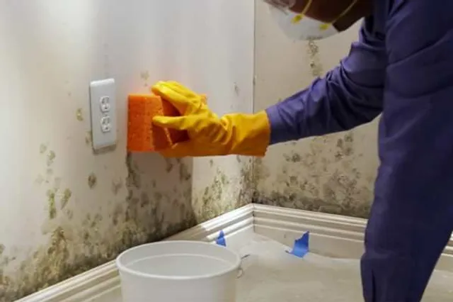 Mold-Removal-Fixing leaks promptly