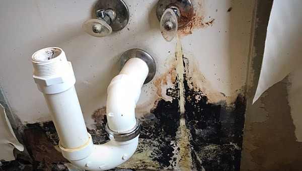 Mold Under the Sink. Mold Remediation Specialists - Mold testing and inspection, Mold mitigation